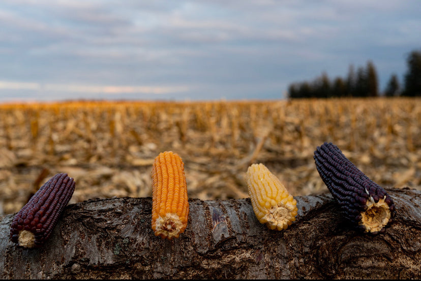 Microwavable Popping Corn – Dozen Cobs